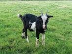 Zwartbonte geit, Dieren en Toebehoren, Schapen, Geiten en Varkens, Vrouwelijk, Geit, 0 tot 2 jaar