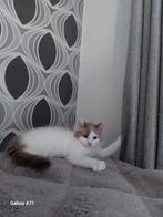 Ragdoll kitten, Dieren en Toebehoren, Katten en Kittens | Raskatten | Langhaar, Kater