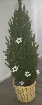 Kerstbom €3 per stuk, Ophalen, Zo goed als nieuw