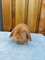Te koop mooie raszuivere orange ram !, Dieren en Toebehoren, Konijnen, Mannelijk, Dwerg, Hangoor, 0 tot 2 jaar