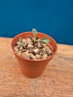 Caudex Herreixarminiana p6, Ophalen of Verzenden, Halfschaduw, Minder dan 100 cm