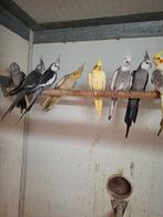 Diverse soorten vogels en aluminium voliere panelen, Meerdere dieren, Parkiet, Geringd