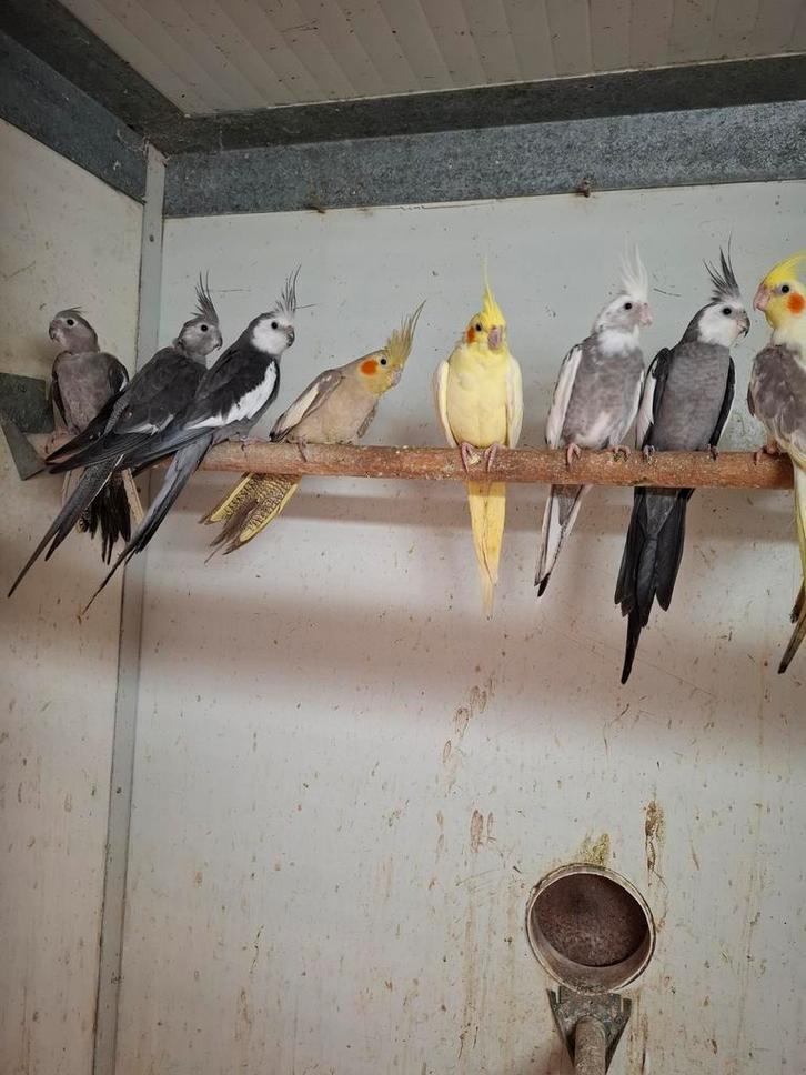Diverse soorten vogels en aluminium voliere panelen, Dieren en Toebehoren, Vogels | Parkieten en Papegaaien, Parkiet, Meerdere dieren