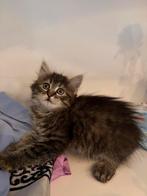 Lieve speelse Turkse-Van kitten, Poes, Kortharig, 0 tot 2 jaar