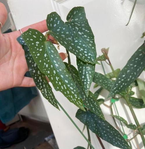 Begonia tamaya stekken, Tickets en Kaartjes, Overige Tickets en Kaartjes, Eén persoon