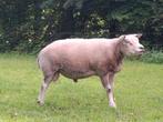 Texelaar dekram, Dieren en Toebehoren, Schapen, Geiten en Varkens, Mannelijk, Schaap