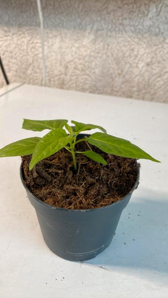 Peper caroline reaper, Tuin en Terras, Planten | Tuinplanten, Eenjarig, Groenteplanten, Volle zon, Verzenden