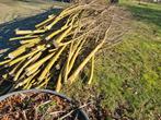 Wilgentenen wilgentakken laatste vracht, Overige soorten, Lente, 250 tot 400 cm, Ophalen