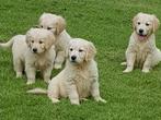 Golden retriever pups, Dieren en Toebehoren, Golden retriever, Rabiës (hondsdolheid), 8 tot 15 weken, Meerdere