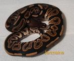 Ballpython/koningspython/python regius, Slang, 0 tot 2 jaar
