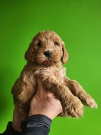 Australian labradoodle pups, Dieren en Toebehoren, Honden | Chihuahua's en Gezelschapshonden, Overige rassen, 8 tot 15 weken, Meerdere