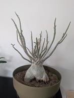 Adenium obesum, Ophalen of Verzenden, Halfschaduw, Minder dan 100 cm