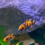 Metriaclima Estherae OB ( Malawi cichliden), Dieren en Toebehoren, Vissen | Aquariumvissen, Vis