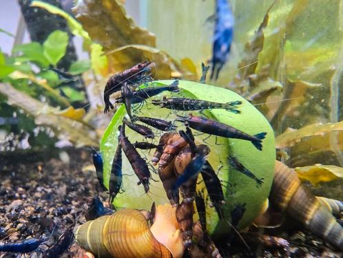 Blauwe droomgarnalen en wat chocoladegarnalen  10 voor 10€, Dieren en Toebehoren, Vissen | Aquariumvissen, Kreeft, Krab of Garnaal