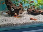 Apistogramma Cacatoides Double Red dwergcichliden, Dieren en Toebehoren, Vissen | Aquariumvissen, Vis, Zoetwatervis