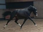 Talentvolle allround hengst, 0 tot 2 jaar, Hengst, Onbeleerd, 165 tot 170 cm