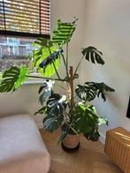 Gezonde monstera grote gatenbladeren, Huis en Inrichting, Kamerplanten, Ophalen of Verzenden, Halfschaduw, Minder dan 100 cm