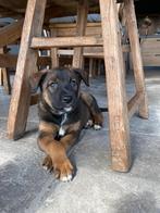 Puppy’s Mechelse Herder X Border Collie, Dieren en Toebehoren, Honden | Herdershonden en Veedrijvers, Reu, CDV (hondenziekte)