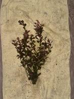 Aquarium plant, Ophalen, Zo goed als nieuw, Plant(en), Steen of Hout