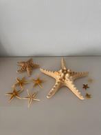 Set zeesterren, Verzamelen, Mineralen en Fossielen, Ophalen of Verzenden, Schelp(en)
