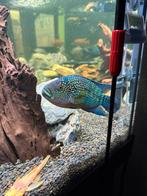 Electric Blue Jack Dempsey, Dieren en Toebehoren, Vissen | Aquariumvissen, Vis