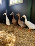 Loopeenden kuikens en volwassen, Meerdere dieren, Eend
