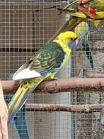 Geelbuik mannen, Dieren en Toebehoren, Mannelijk, Parkiet
