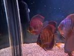 7x san merha te koop, Dieren en Toebehoren, Vissen | Aquariumvissen, Vis