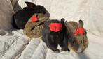 Konijnen, Dieren en Toebehoren, Meerdere dieren, Middelgroot, 0 tot 2 jaar