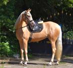 Zeer mooie Andalusier palomino dame., Dieren en Toebehoren, Paarden, Merrie, Dressuurpaard, Zadelmak, 3 tot 6 jaar