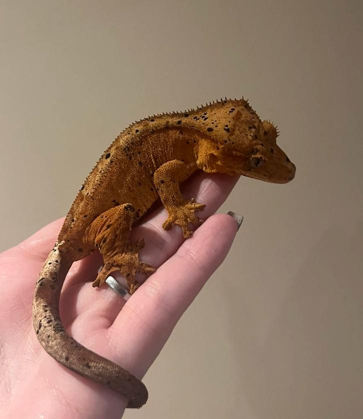 Wimpergekko vrouw red dalmatian