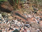 Eigen kweek Corydoras Aeneus, Vis, Zoetwatervis, Schoolvis