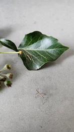 Wandelende takken, gratis afhalen, Dieren en Toebehoren, Insecten en Spinnen