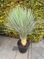 2x Yucca planten in pot  (1.20m), Tuin en Terras, Planten | Tuinplanten, Overige soorten, Volle zon, Vaste plant, Ophalen of Verzenden