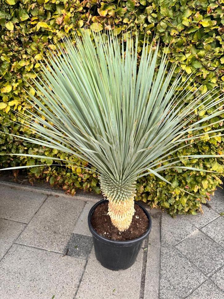 2x Yucca planten in pot  (1.20m), Tuin en Terras, Planten | Tuinplanten, Vaste plant, Overige soorten, Volle zon, Zomer, Ophalen of Verzenden