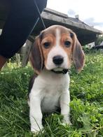 Beagle pups | stamboom | in huis opgegroeid, Dieren en Toebehoren, Beagle, CDV (hondenziekte), 8 tot 15 weken, Meerdere