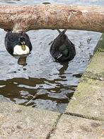 kwaker kwakertjes koppels eendjes eenden onverwant!, Dieren en Toebehoren, Meerdere dieren, Eend