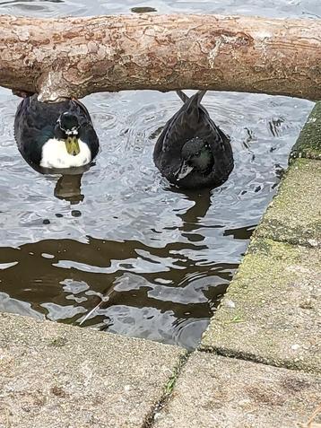 kwaker kwakertjes koppels eendjes eenden onverwant! beschikbaar voor biedingen