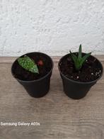 Vetplantje in binnen pot 7cm, Ophalen