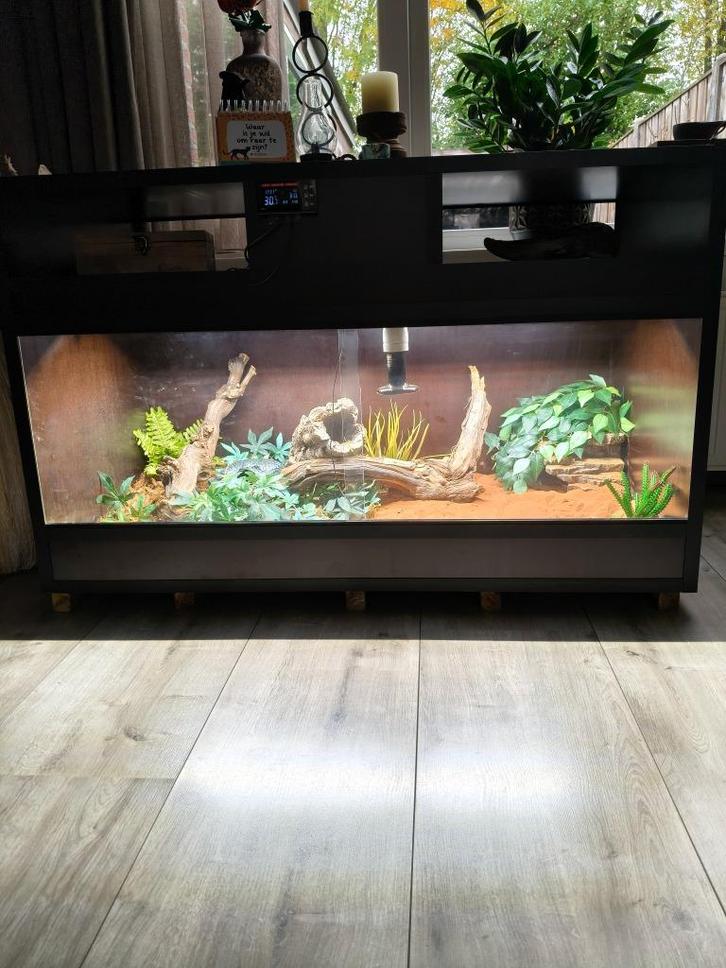 Slang & terrarium, Dieren en Toebehoren, Reptielen en Amfibieën, Slang, 0 tot 2 jaar, Met terrarium