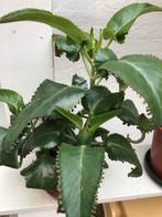 Mooie mother thousands plant met veel kleintjes voor 1 euro, Ophalen, Overige soorten, Minder dan 100 cm