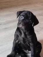 Deze lieve dame zoekt nog een 4 ever home!!!!, CDV (hondenziekte), 8 tot 15 weken, Bulldog, Meerdere