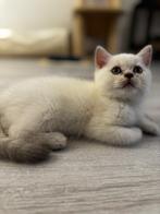 Britsekorthaar kittens silver shaded, Dieren en Toebehoren, Katten en Kittens | Raskatten | Korthaar, Kater