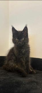 Maine Coon kittens black smoke XXL., Meerdere dieren, Gechipt