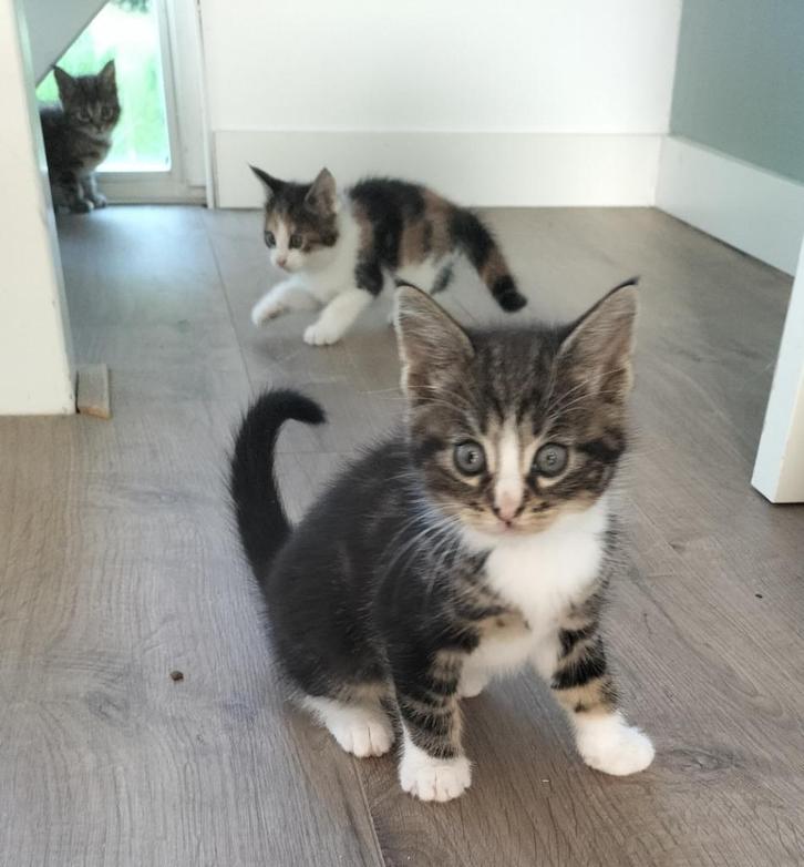 Maincoon katten, Dieren en Toebehoren, Katten en Kittens | Raskatten | Langhaar, Meerdere dieren, 0 tot 2 jaar, Met stamboom, Gechipt