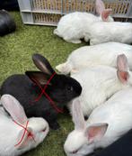 Vlaamse Reuzen X California konijnen, Dieren en Toebehoren, Meerdere dieren, Groot