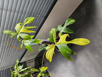 Philodendron florida beauty  beschikbaar voor biedingen