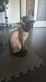 Siamees kat Zuivere siamees dekkater, 0 tot 2 jaar