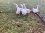 Broedeieren van boerenganzen gans ganzen, Dieren en Toebehoren, Pluimvee, Geslacht onbekend, Gans of Zwaan