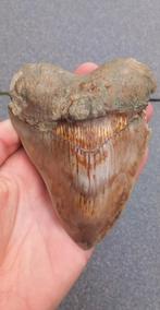 Grote Megalodon haaientand 12,9 cm uit Indonesië fossiel, Verzamelen, Mineralen en Fossielen, Ophalen of Verzenden, Mineraal